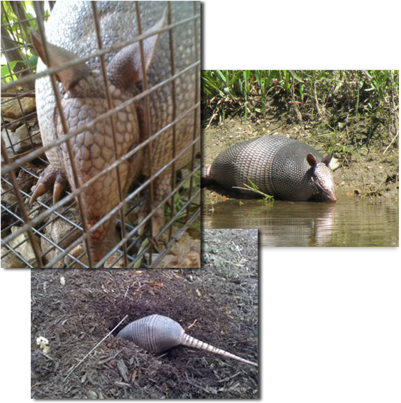 Armadillo Collage Trio PNG