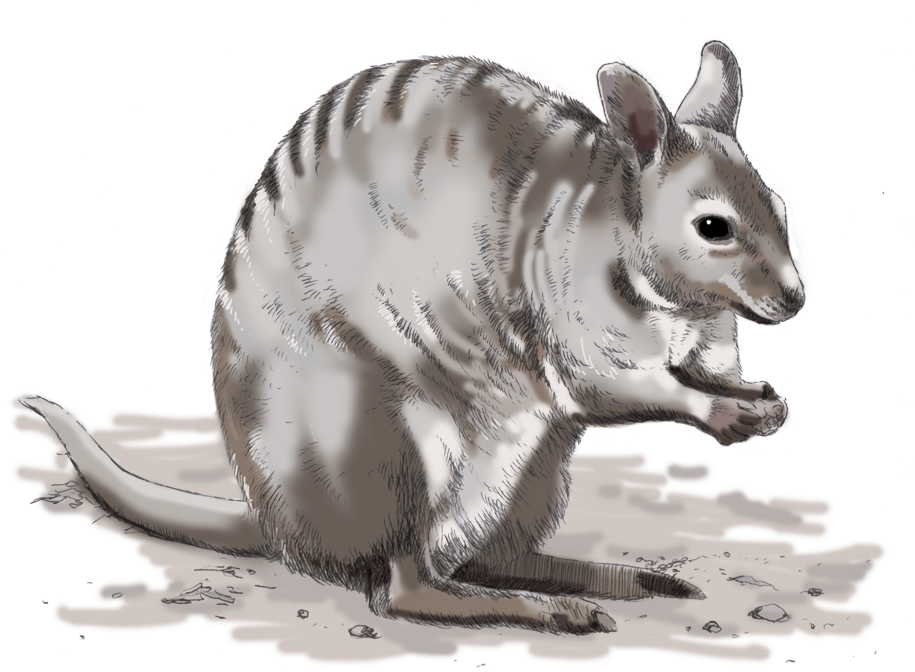 Armadillo Illustration Side View PNG