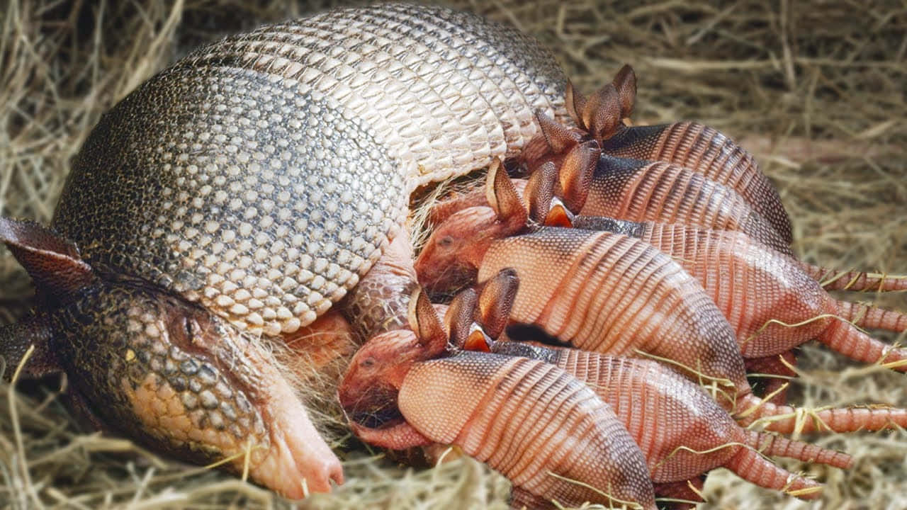 Armadillo Mother With Newborns Wallpaper