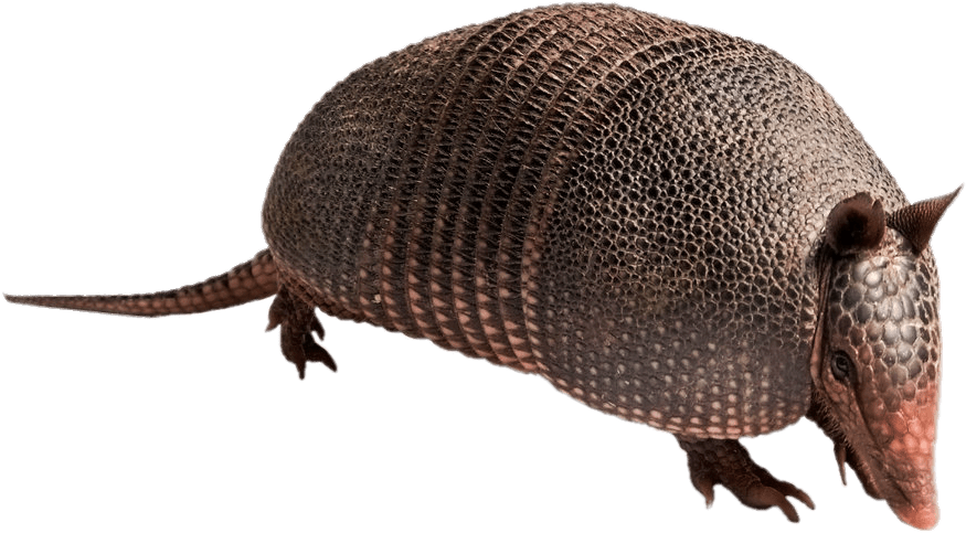 Armadillo Side View.png PNG