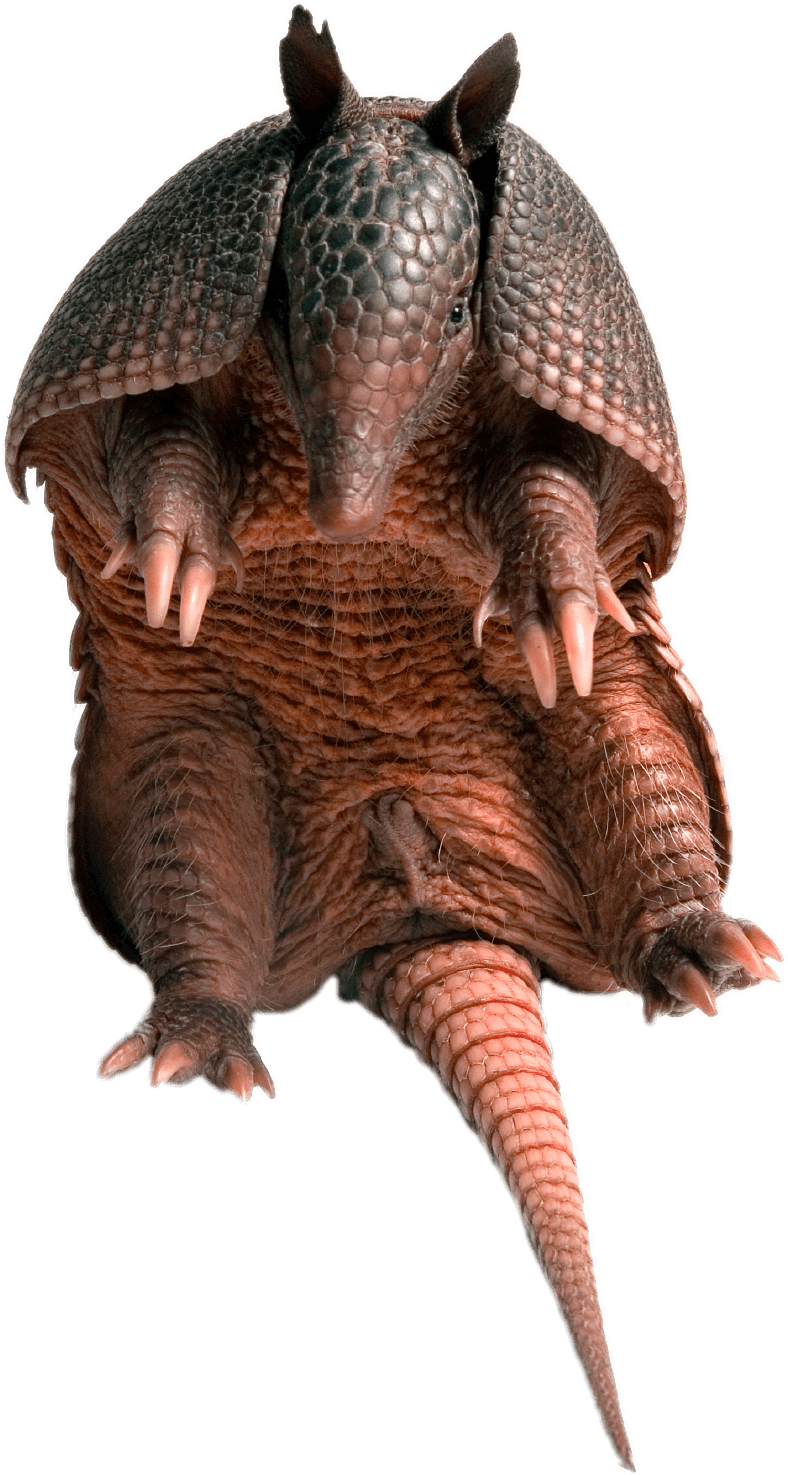 Armadillo Standing Transparent Background PNG