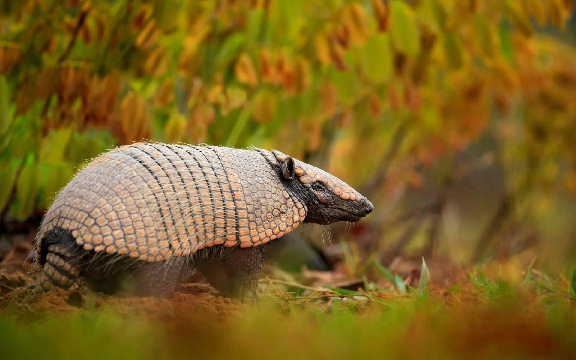 Armadilloin Autumn Foliage.jpg Wallpaper