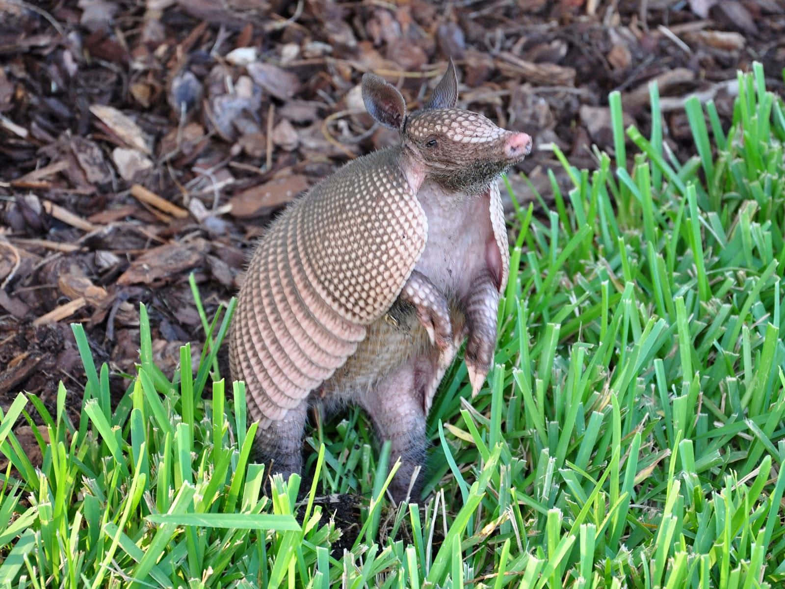 Armadilloin Grass Wallpaper