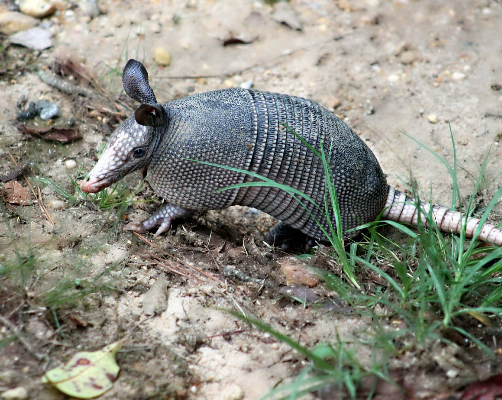 Armadilloin Natural Habitat Wallpaper