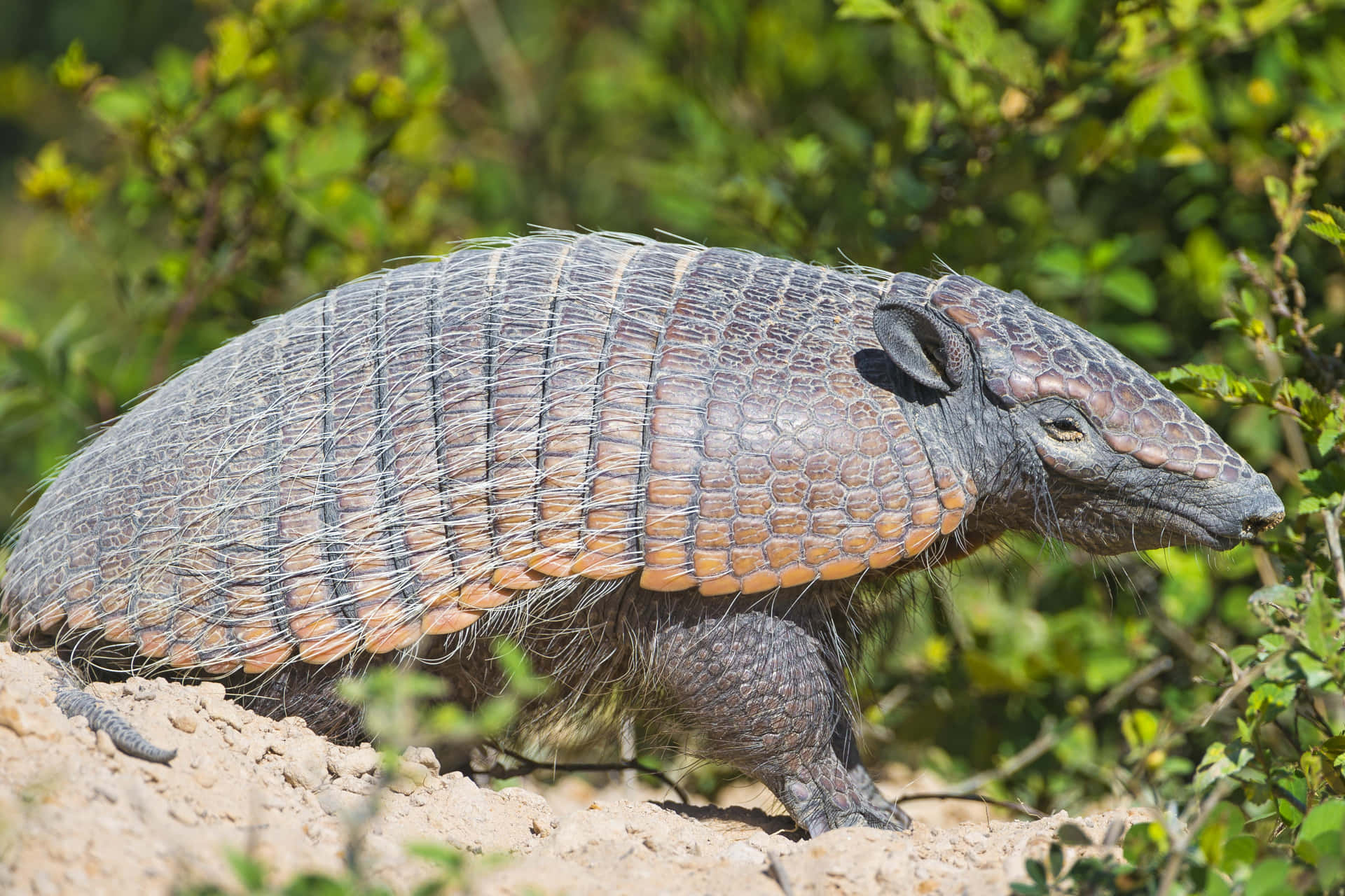 Armadilloin Natural Habitat Wallpaper