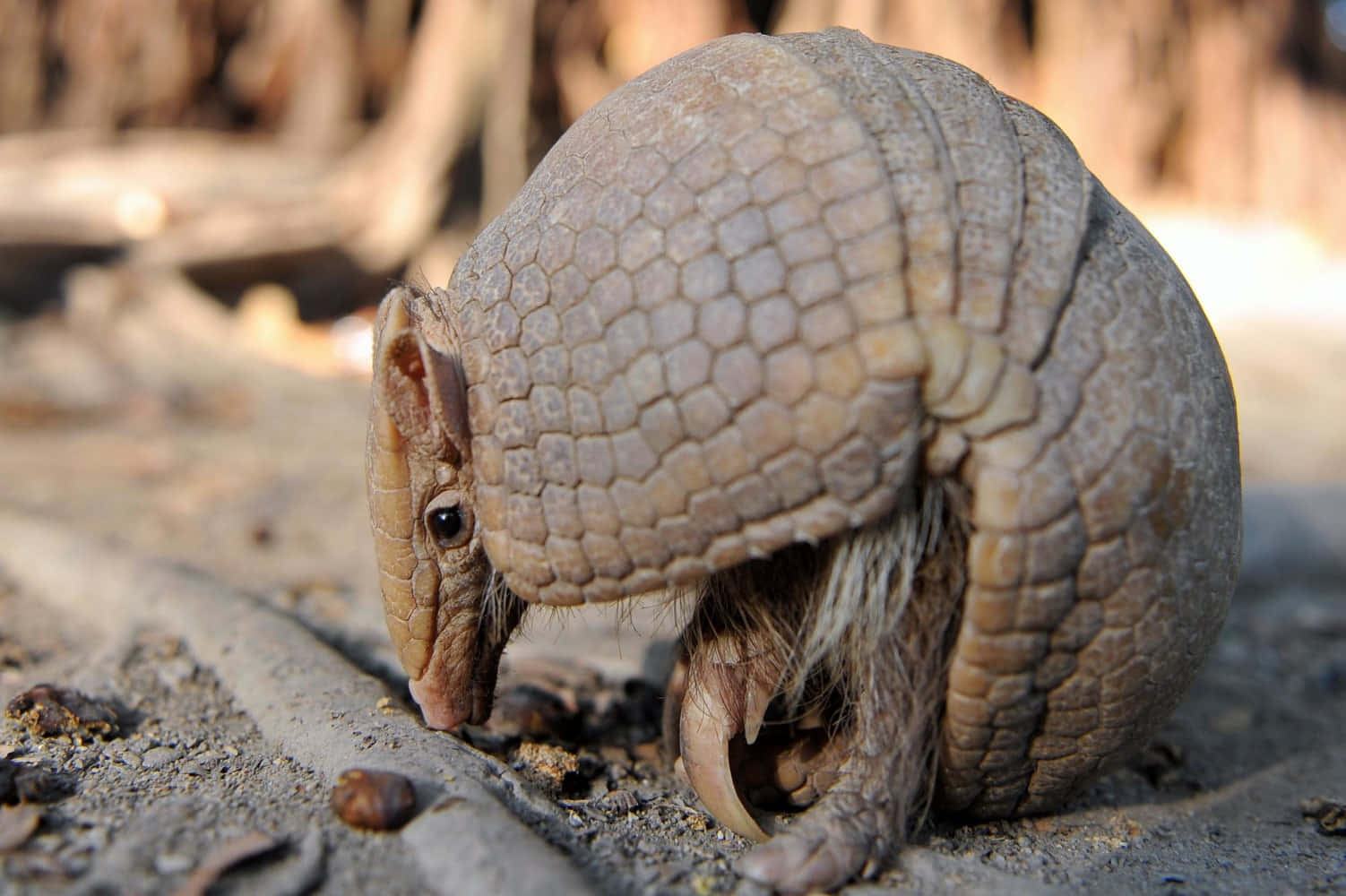 Armadilloin Natural Habitat Wallpaper