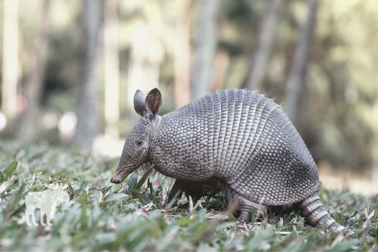 Armadilloin Natural Habitat.jpg Wallpaper