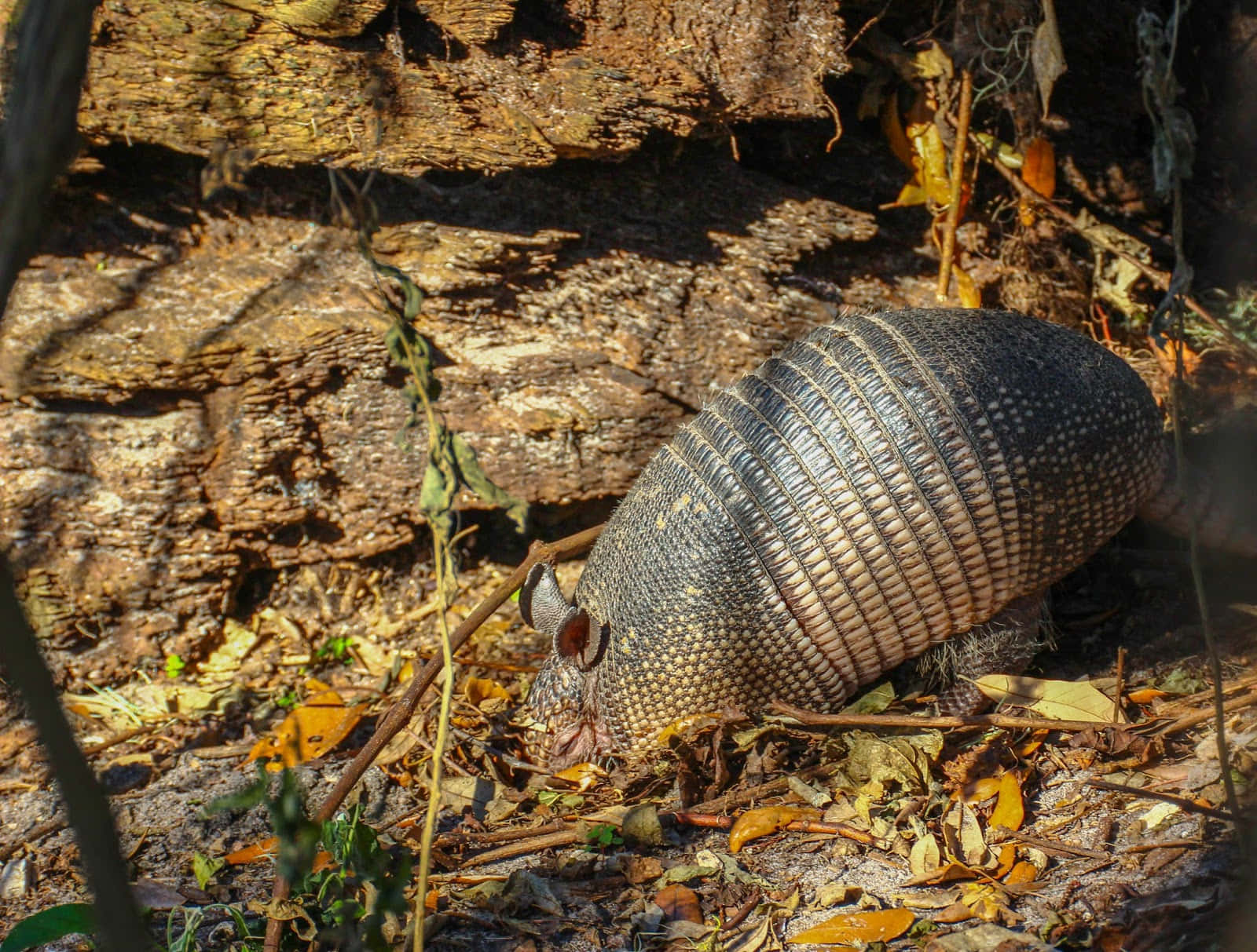 Armadillo In Natuurlijke Habitat.jpg Achtergrond