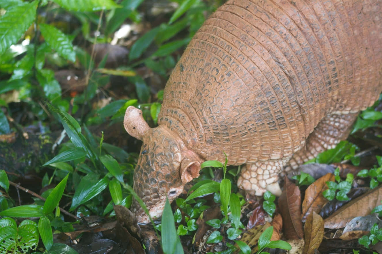 Armadilloin Natural Habitat.jpg Wallpaper