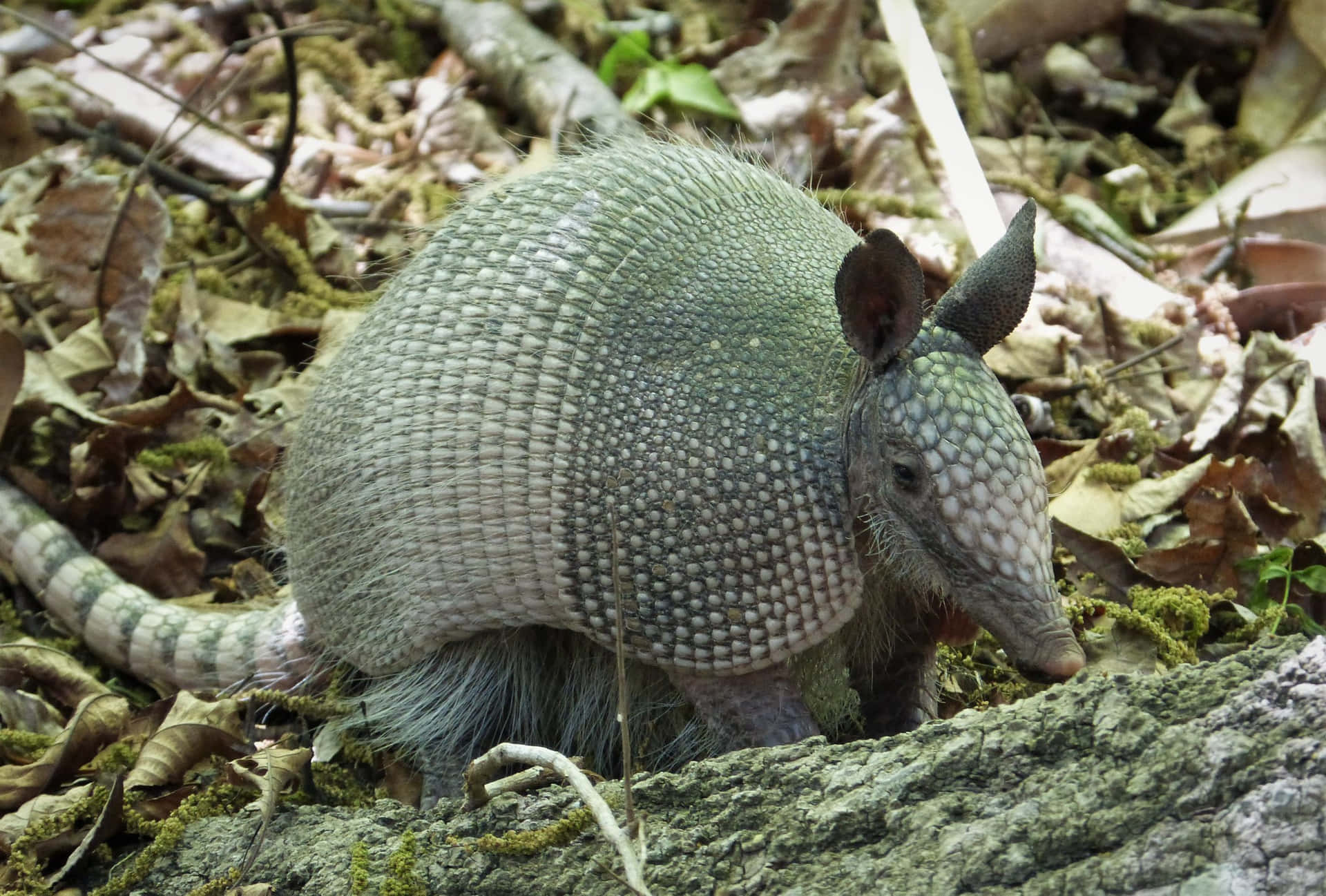 Armadilloin Natural Habitat Wallpaper