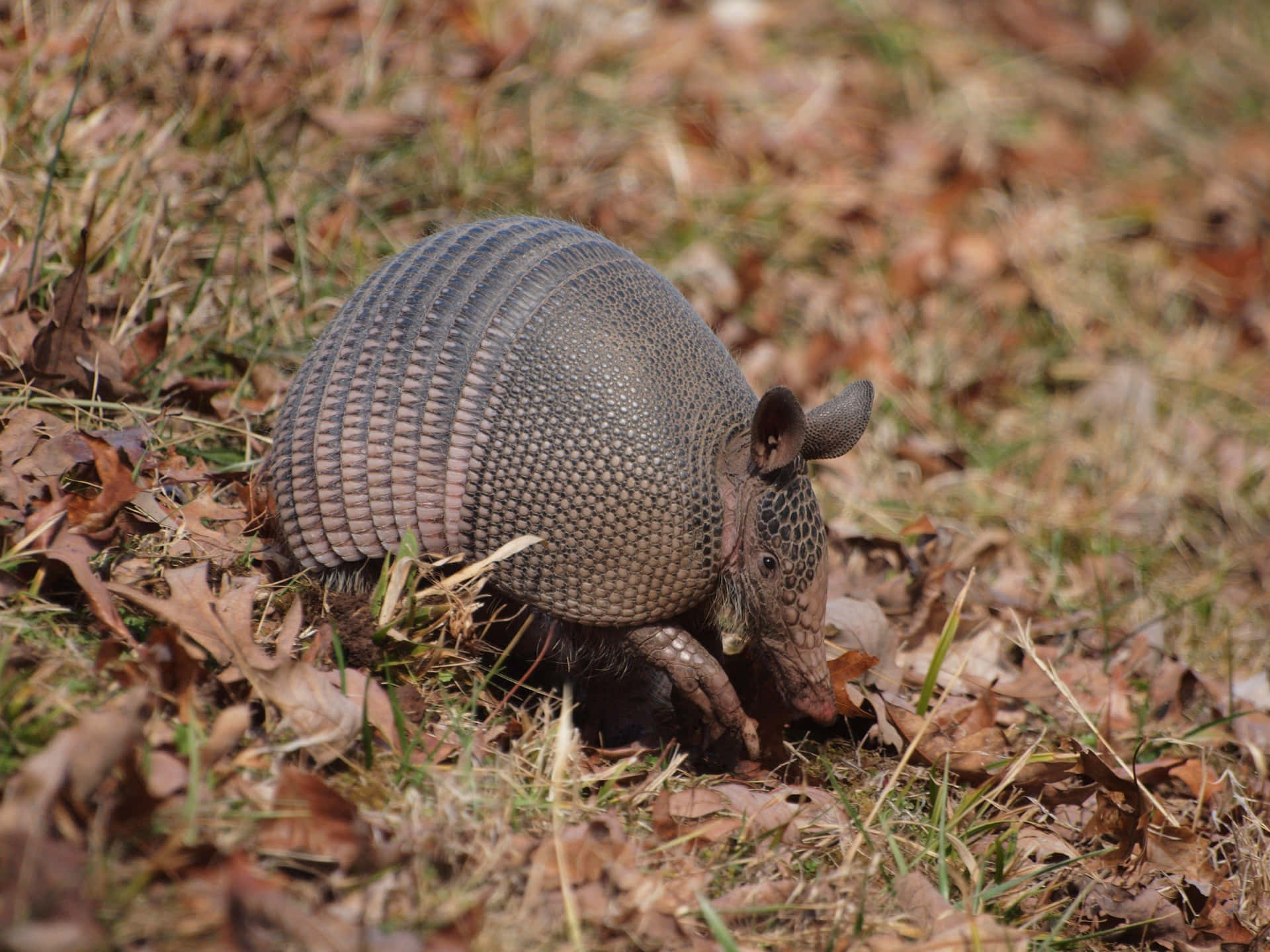 Armadilloin Natural Habitat Wallpaper