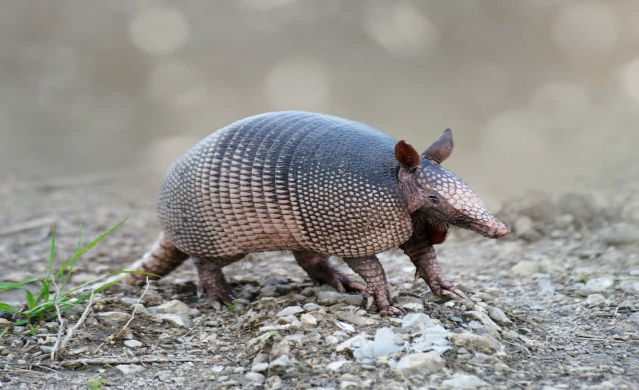 Armadilloin Natural Habitat Wallpaper