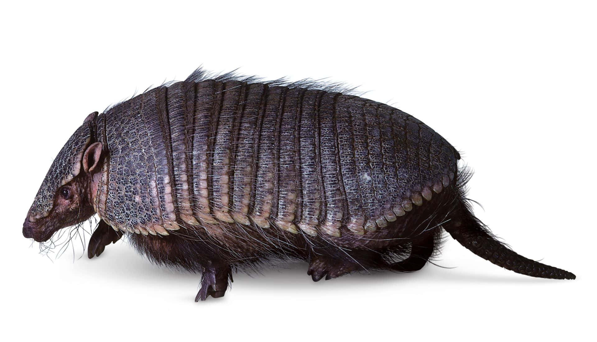 Armadilloon White Background Wallpaper