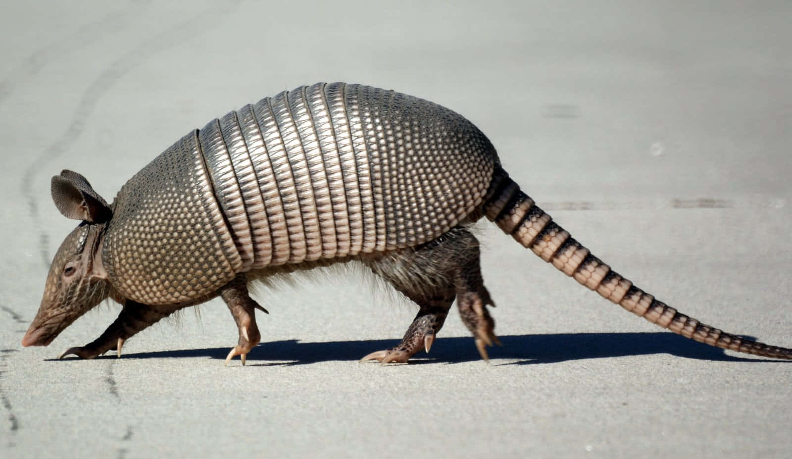 Armadilloonthe Move.jpg Wallpaper