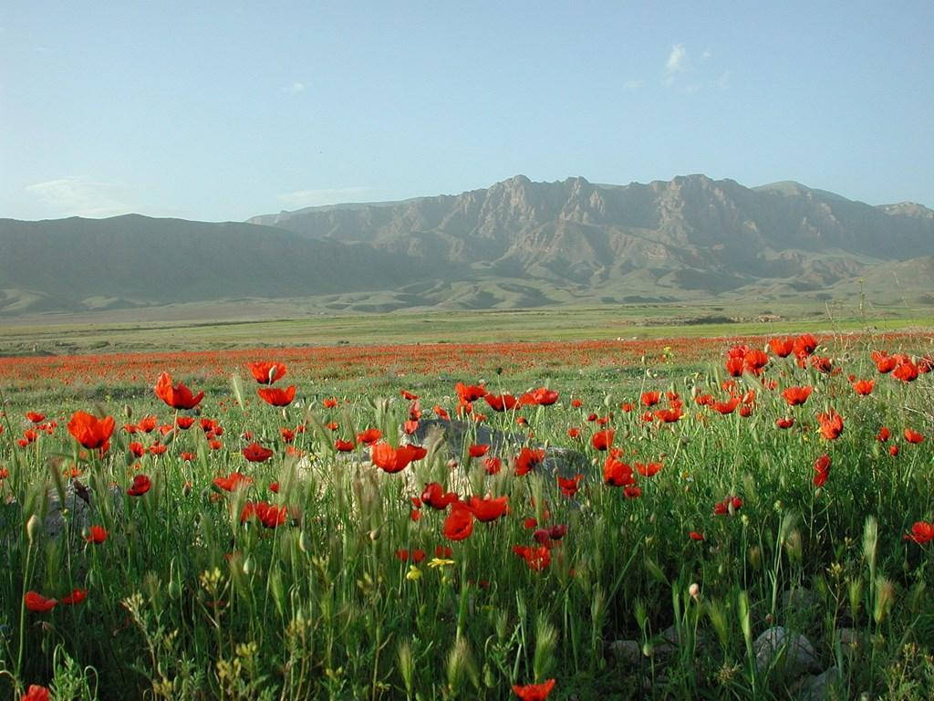 Armenia Poppy Mountains