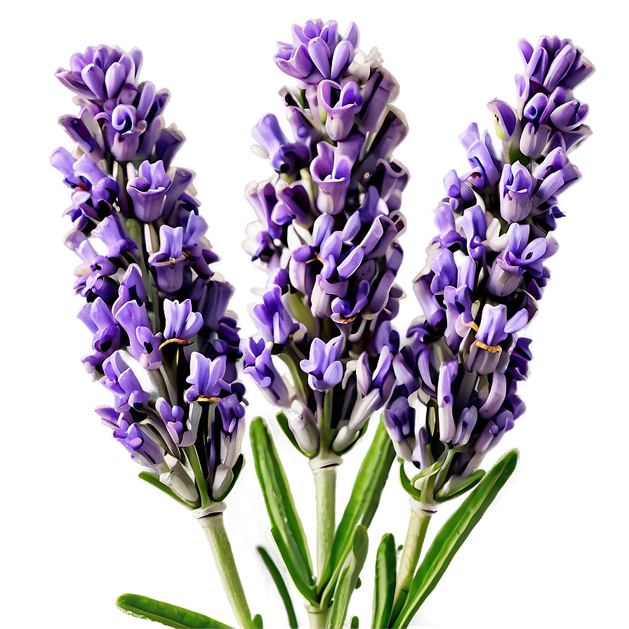 Aromatic Lavender Flowers Png Tdg PNG