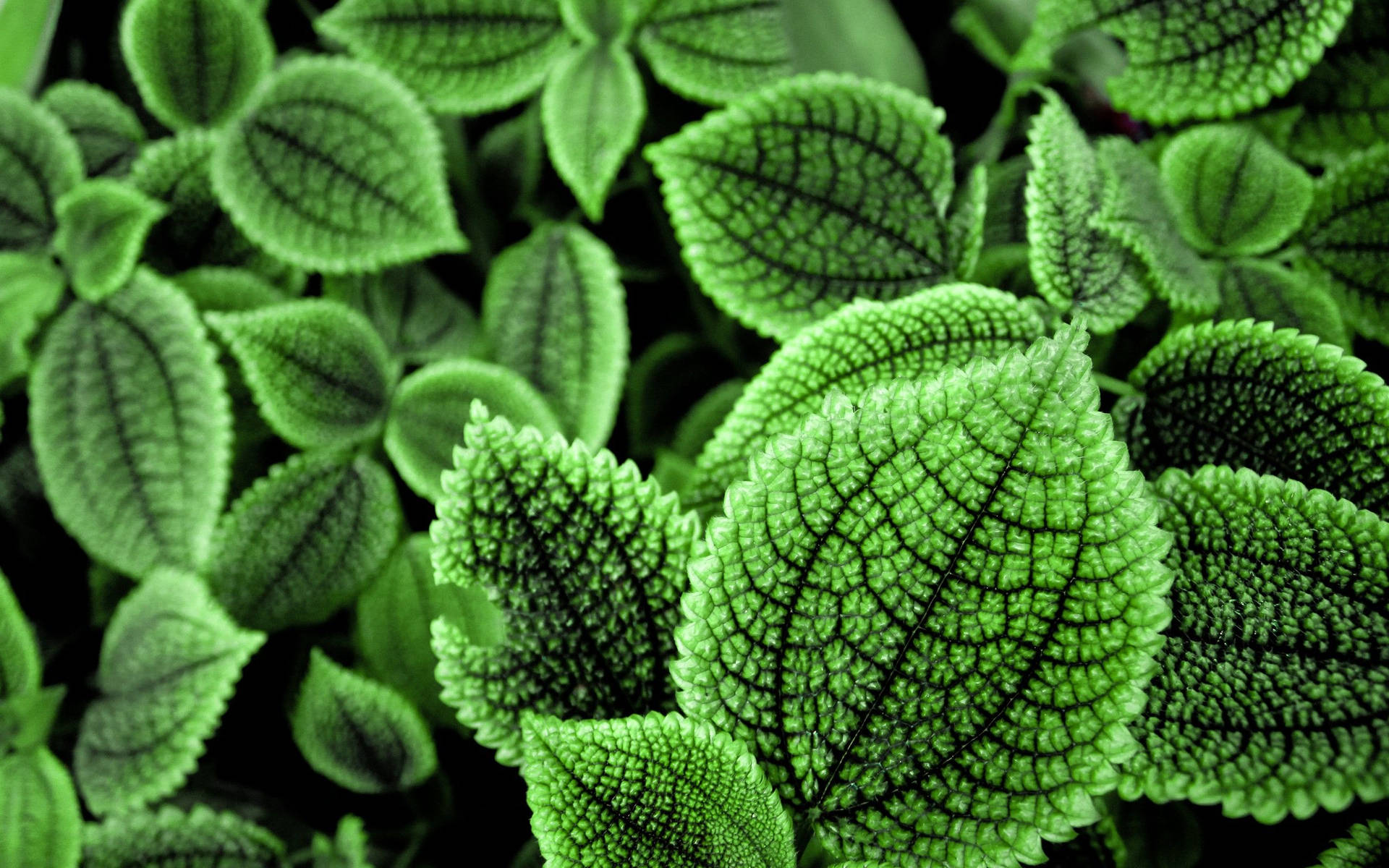Aromatic Mint Herb Wallpaper