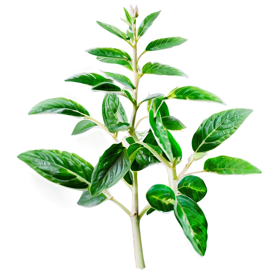 Aromatic Plant Png Ygp74 PNG