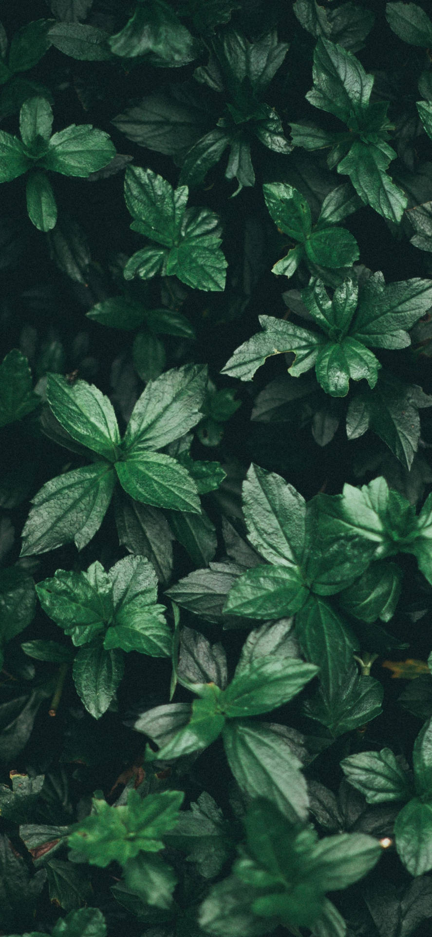 Aromatized Mint Plant Background