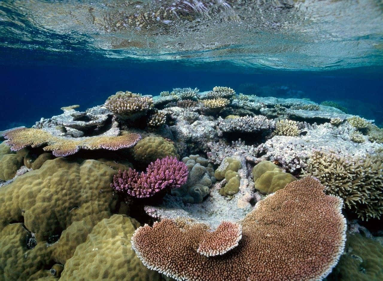 Arrecifede Coral Submarino Vibrante.