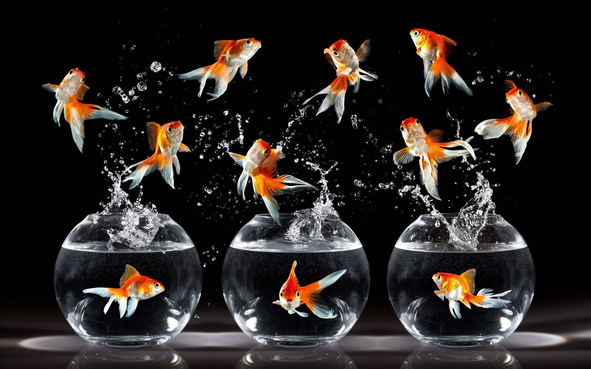 Art Goldfish For Pc Wallpaper