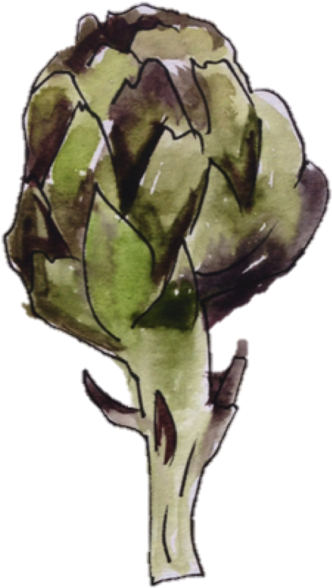 Artichoke Watercolor Illustration PNG