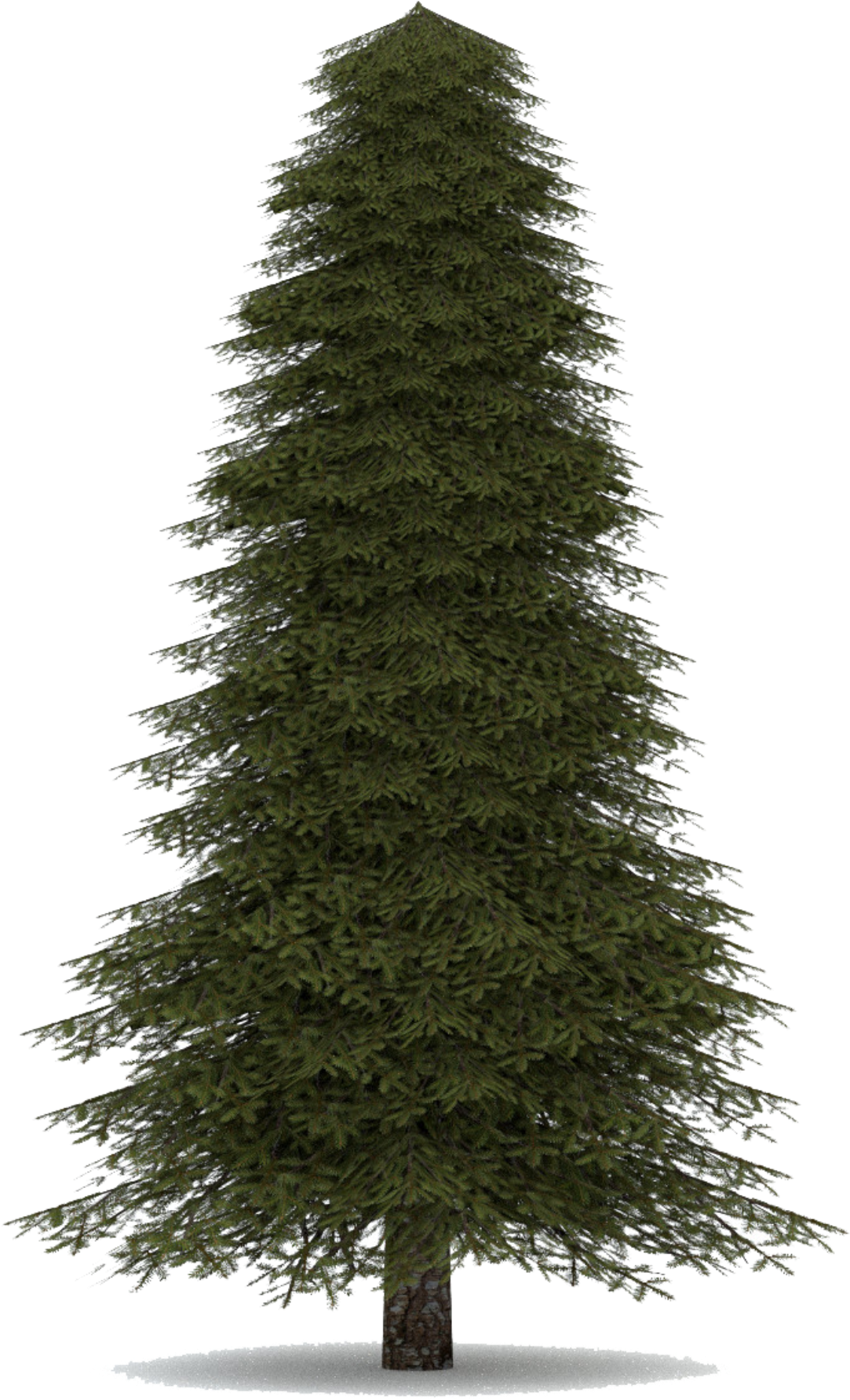 Artificial Christmas Tree Unadorned PNG