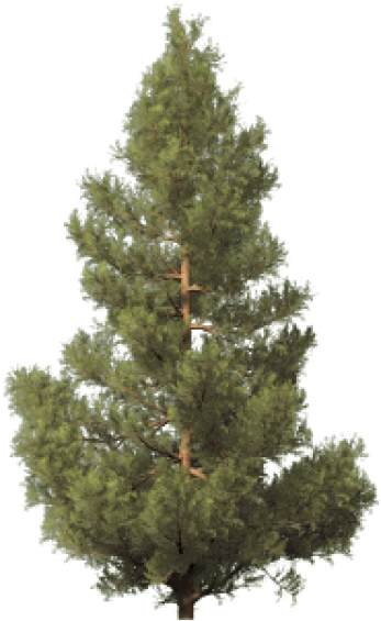 Artificial Christmas Tree Unadorned PNG