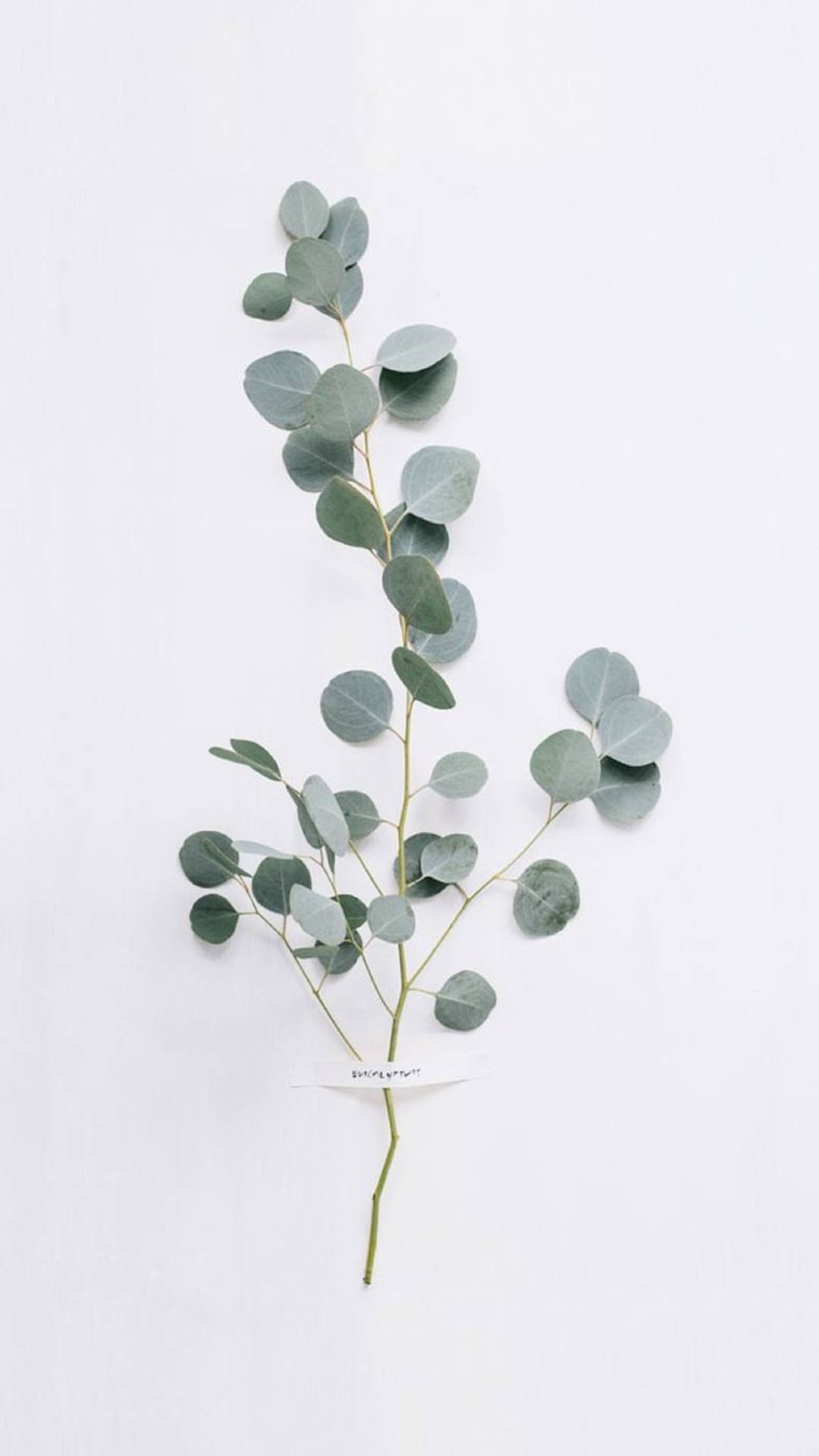 Artificial Eucalyptus Plant Wallpaper