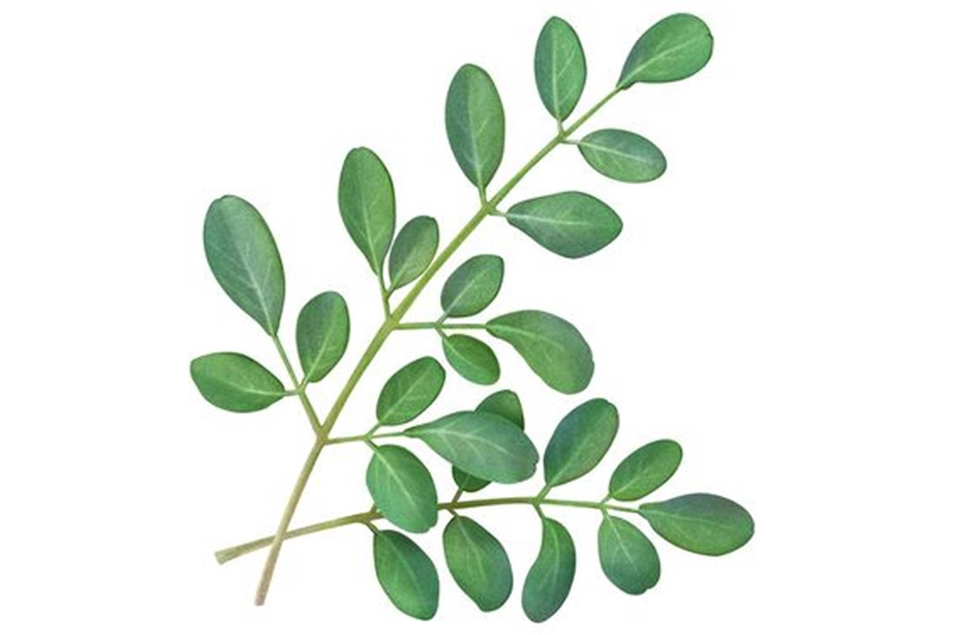 Artificial Moringa Plant Art Wallpaper