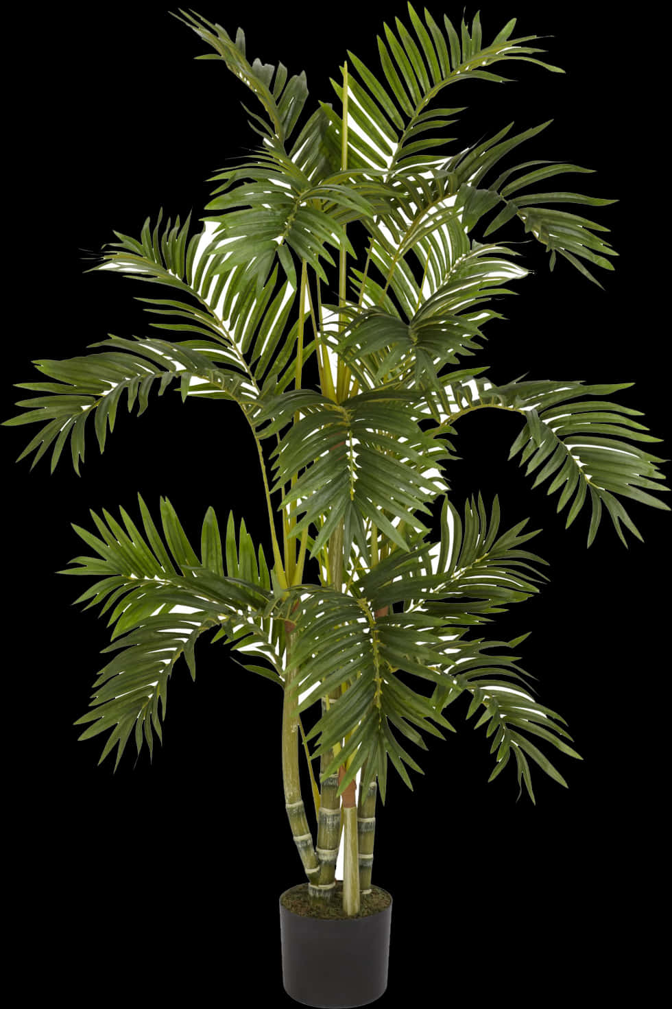 Artificial Palm Plant Black Background PNG