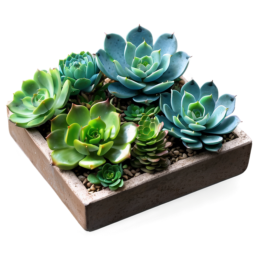 Artificial Succulents Design Png 06212024 PNG
