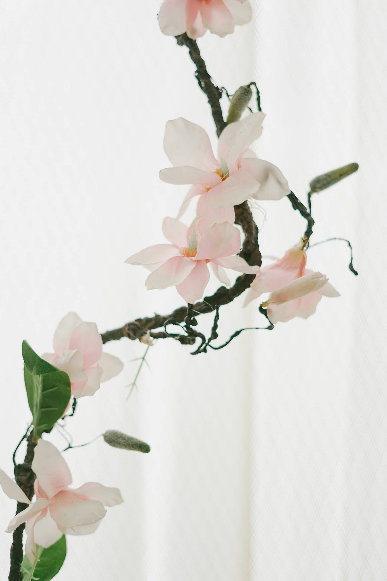 Tapetartificiell Yulan Magnolia Blomma Android-bakgrundsbild. Wallpaper