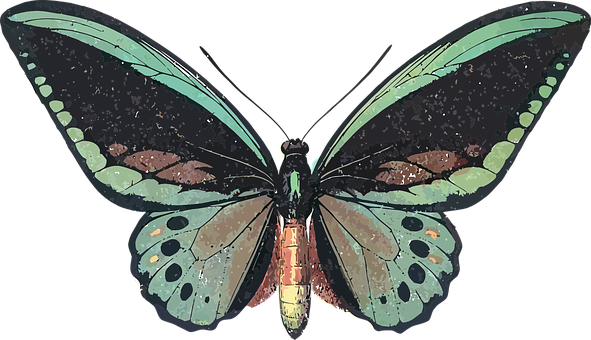 Artistic Butterfly Illustration PNG