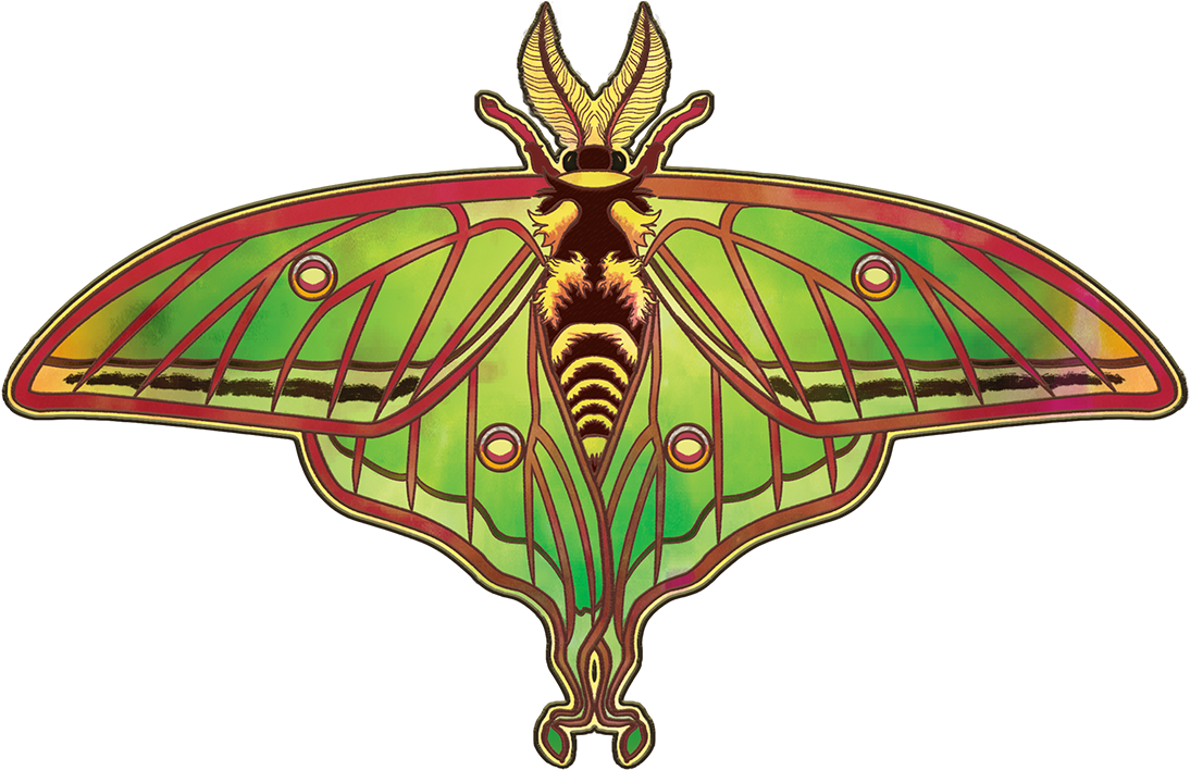 Artistic Moth Illustration PNG