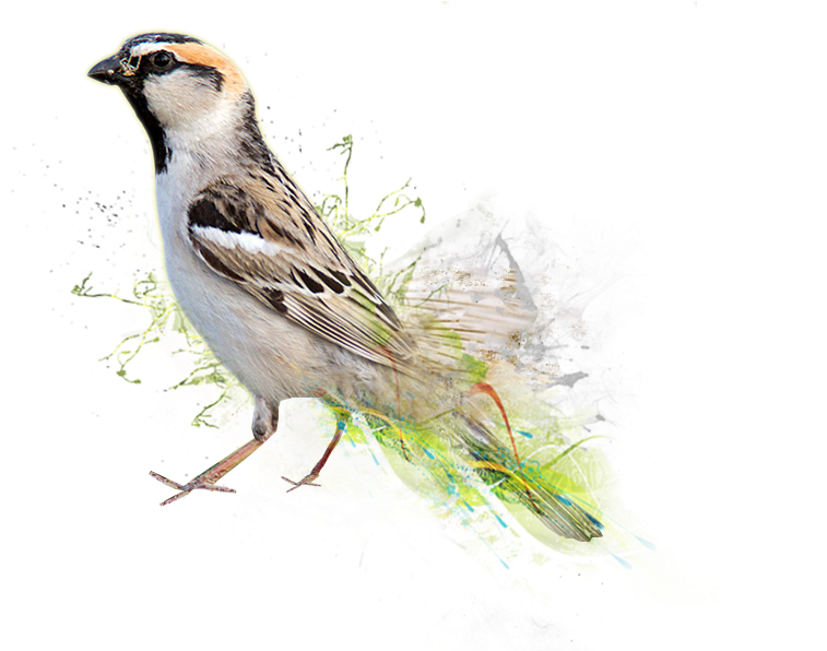 Artistic Sparrow Illustration PNG
