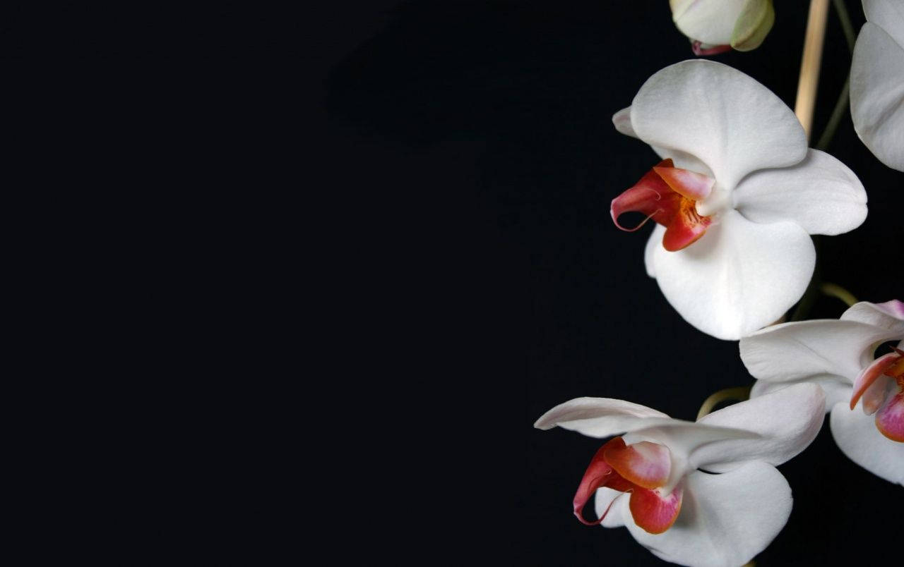 Kunstnerisk hvid orkide på en rød baggrund Wallpaper