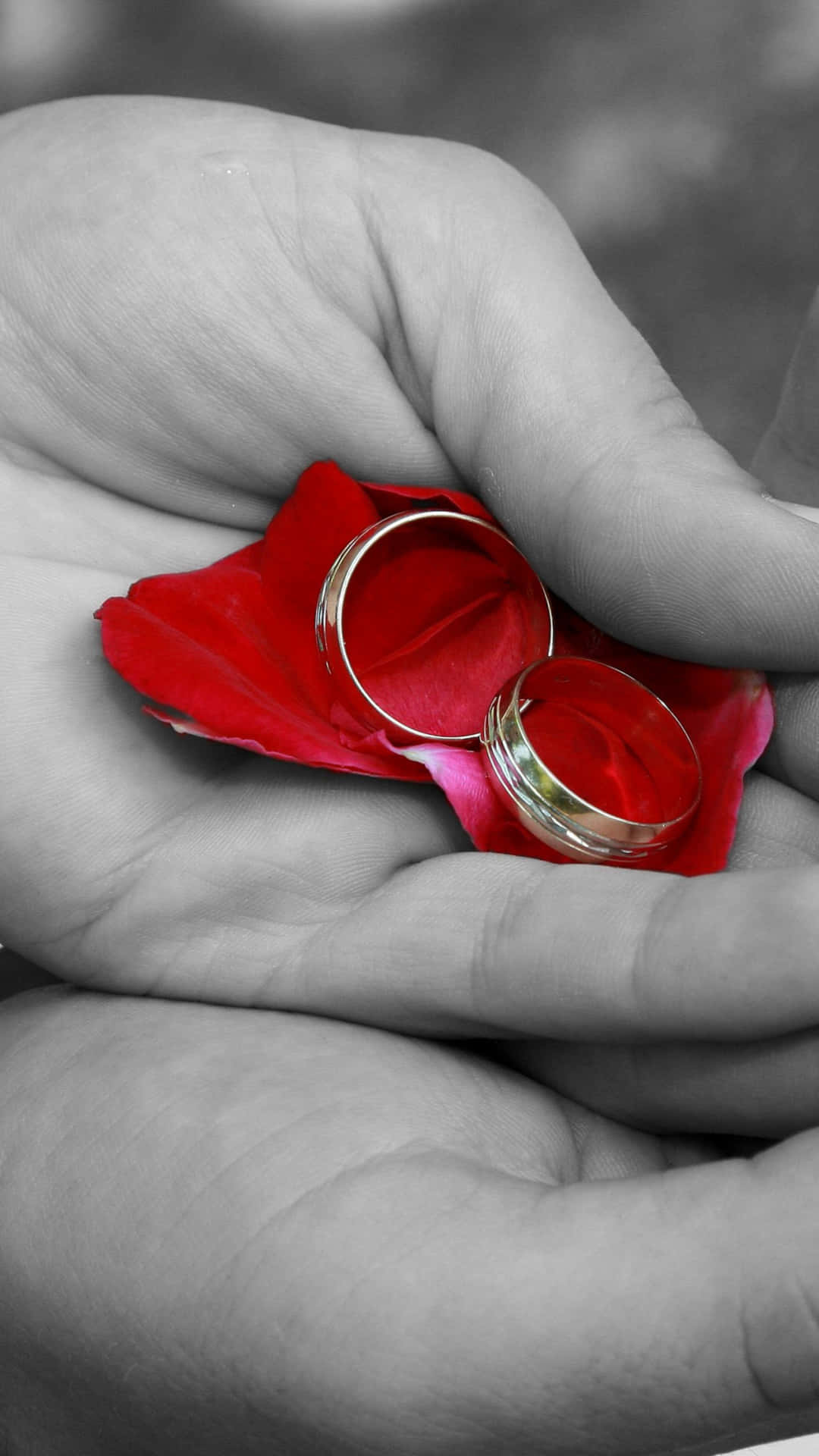 Kunstnerisk Engagement Rings Rose Shot Blur Closeup Wallpaper