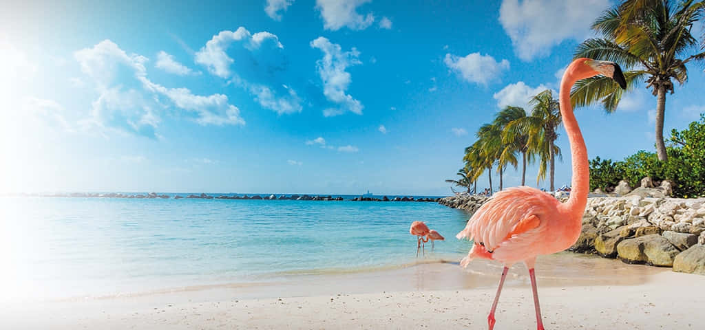 Imágenesde Flamencos Rosados En La Playa De Aruba.