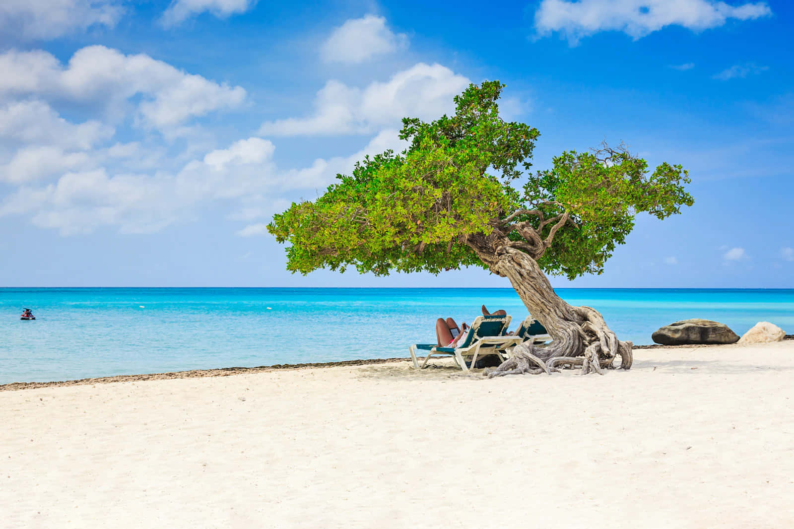 Aruba Beach Tree Pictures