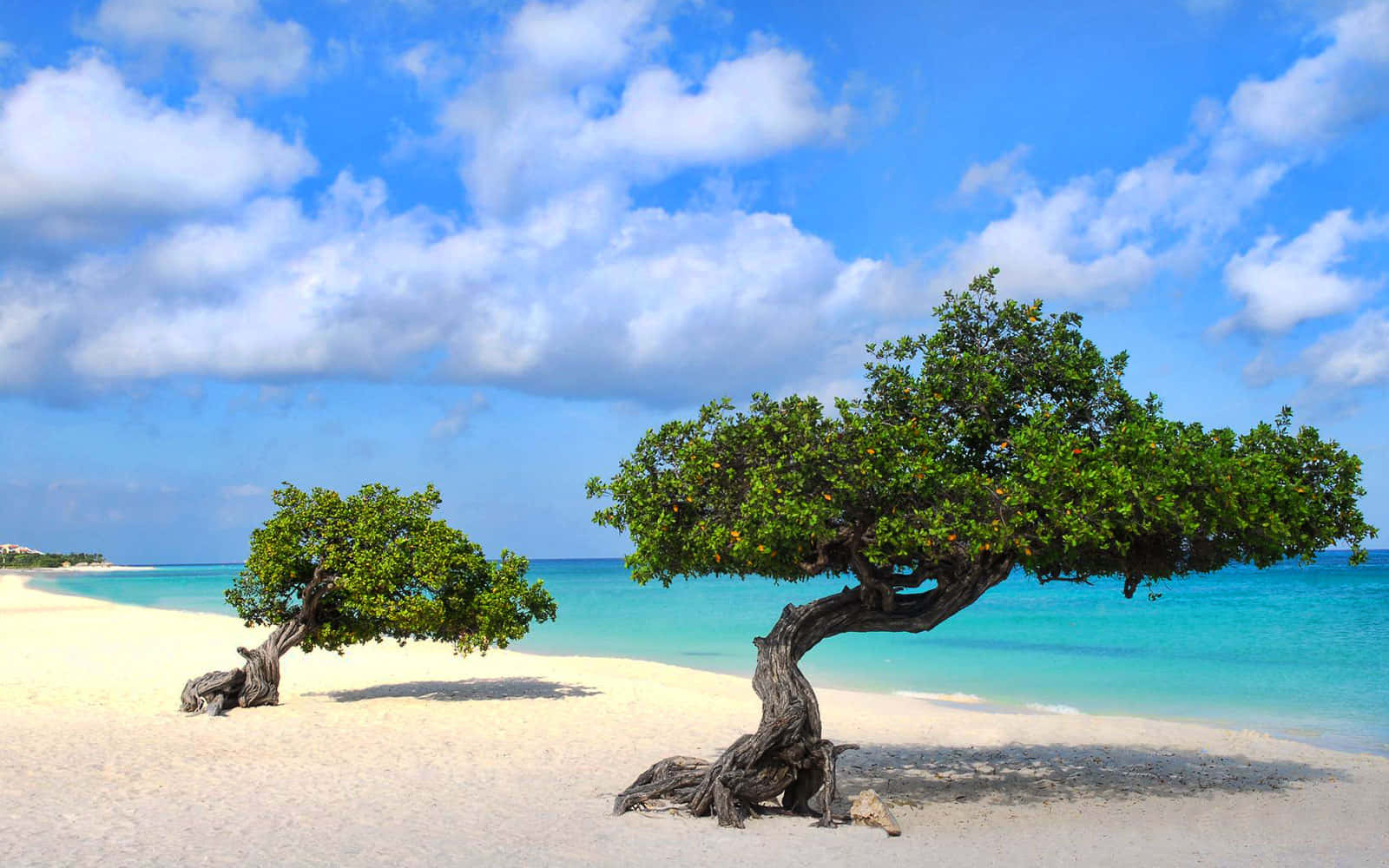 Download Aruba Beach Two Trees Pictures | Wallpapers.com