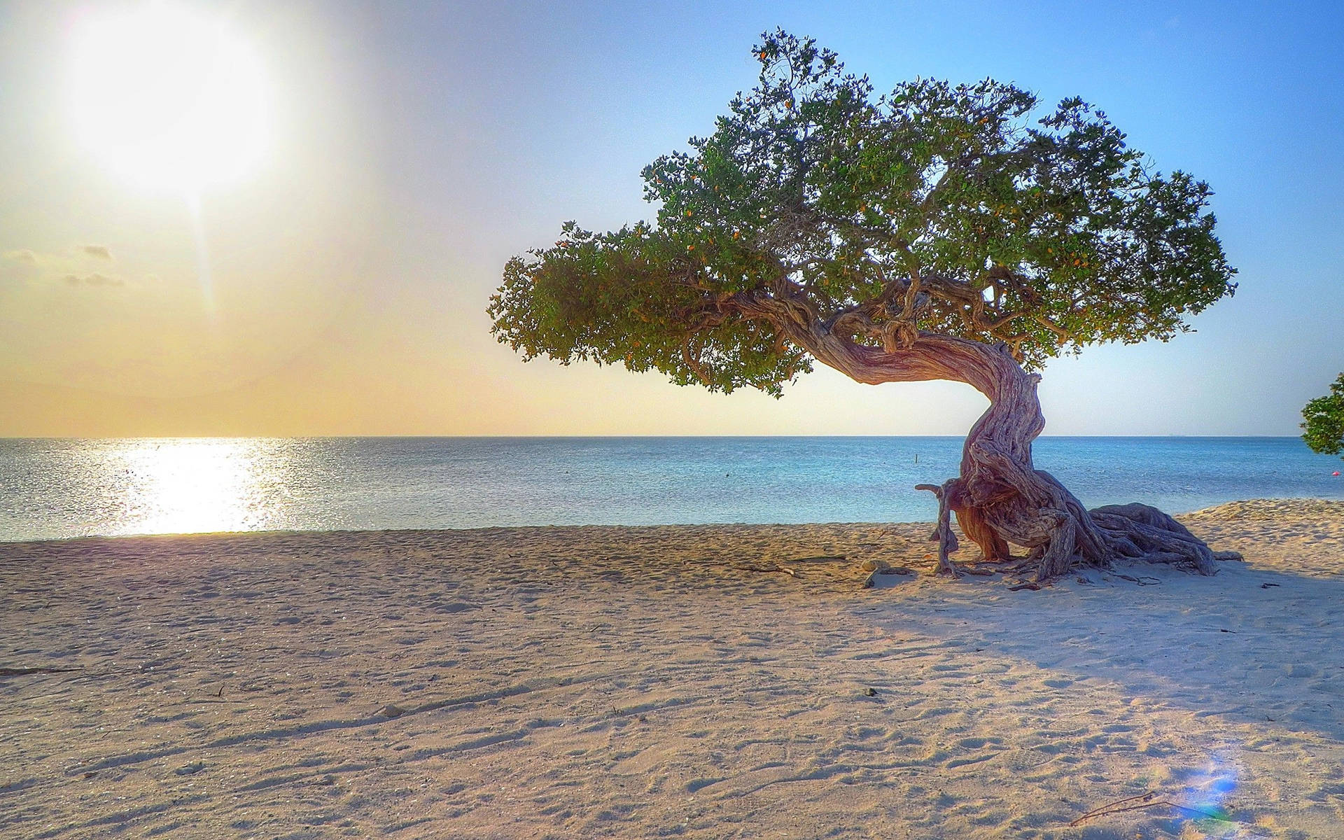 Aruba Beach Tree