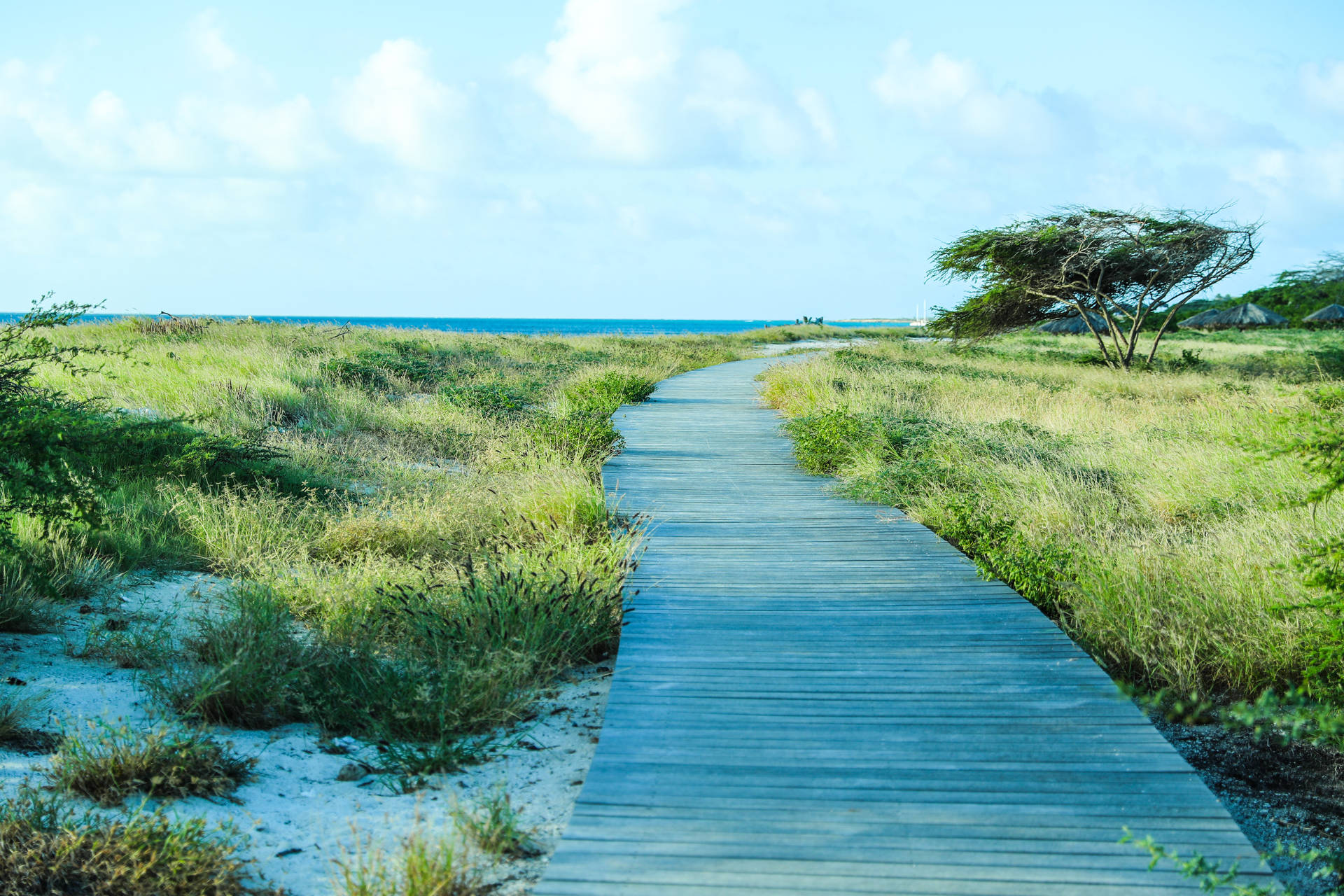 Aruba Boardwalk Landscape