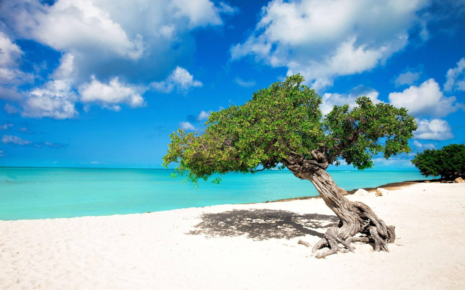 Aruba Crooked Tree
