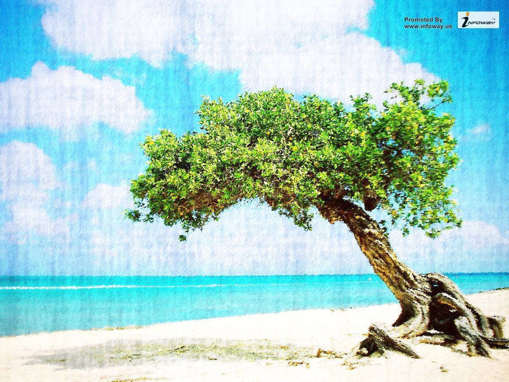 Aruba Divi Divi Træmaleri Wallpaper