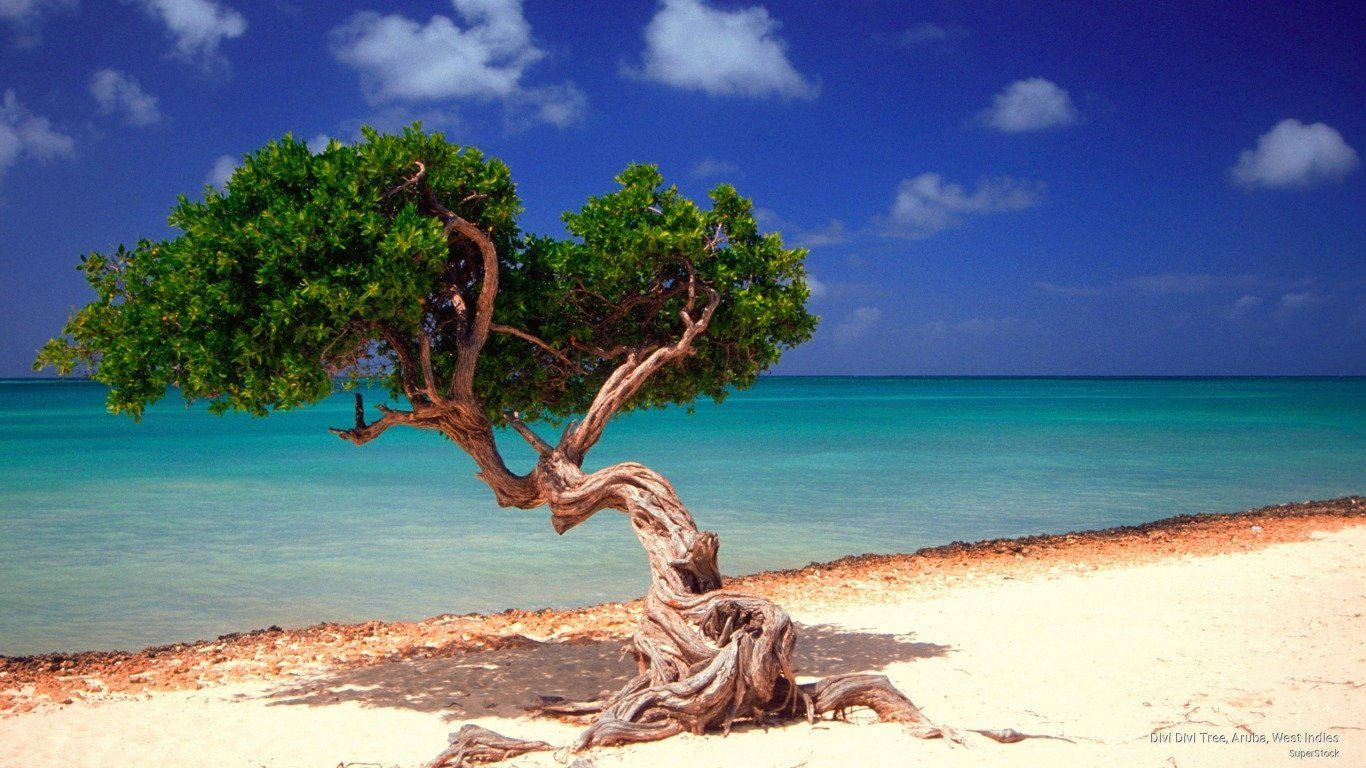 Aruba Twisted Tree
