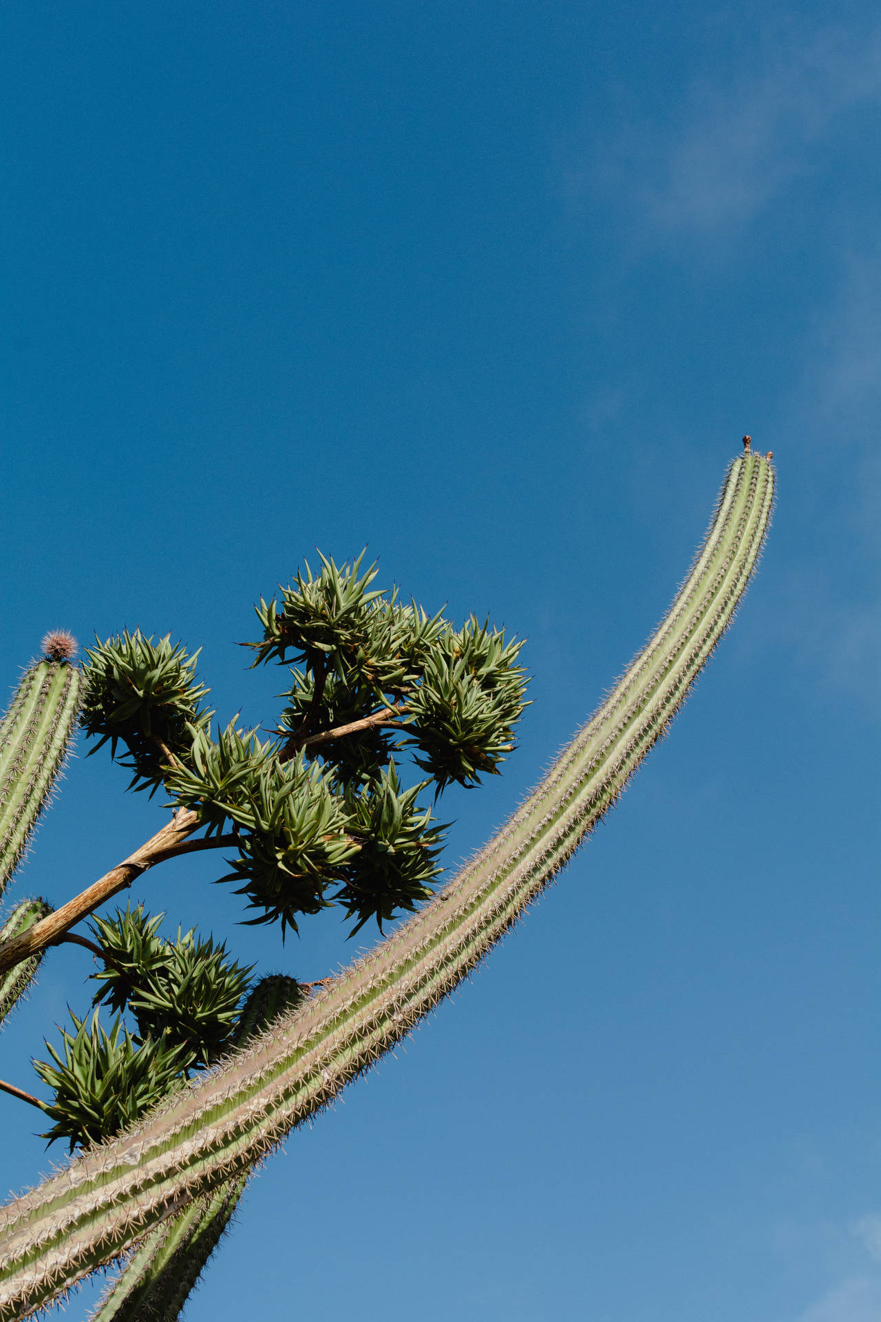 Aruba Yatu Cactus