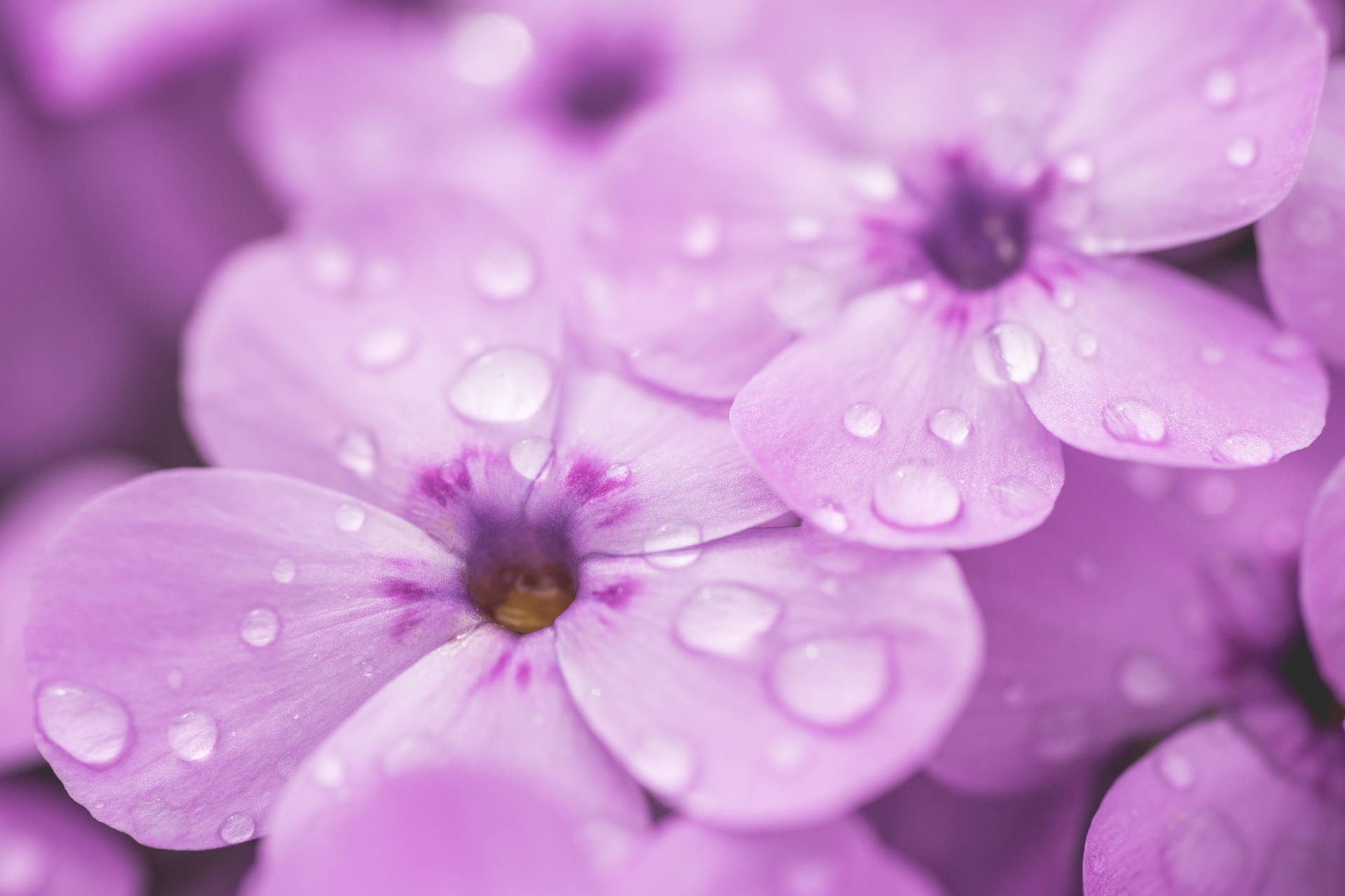 As Flores Mais Bonitas Do Mundo Violet Phlox Papel de Parede