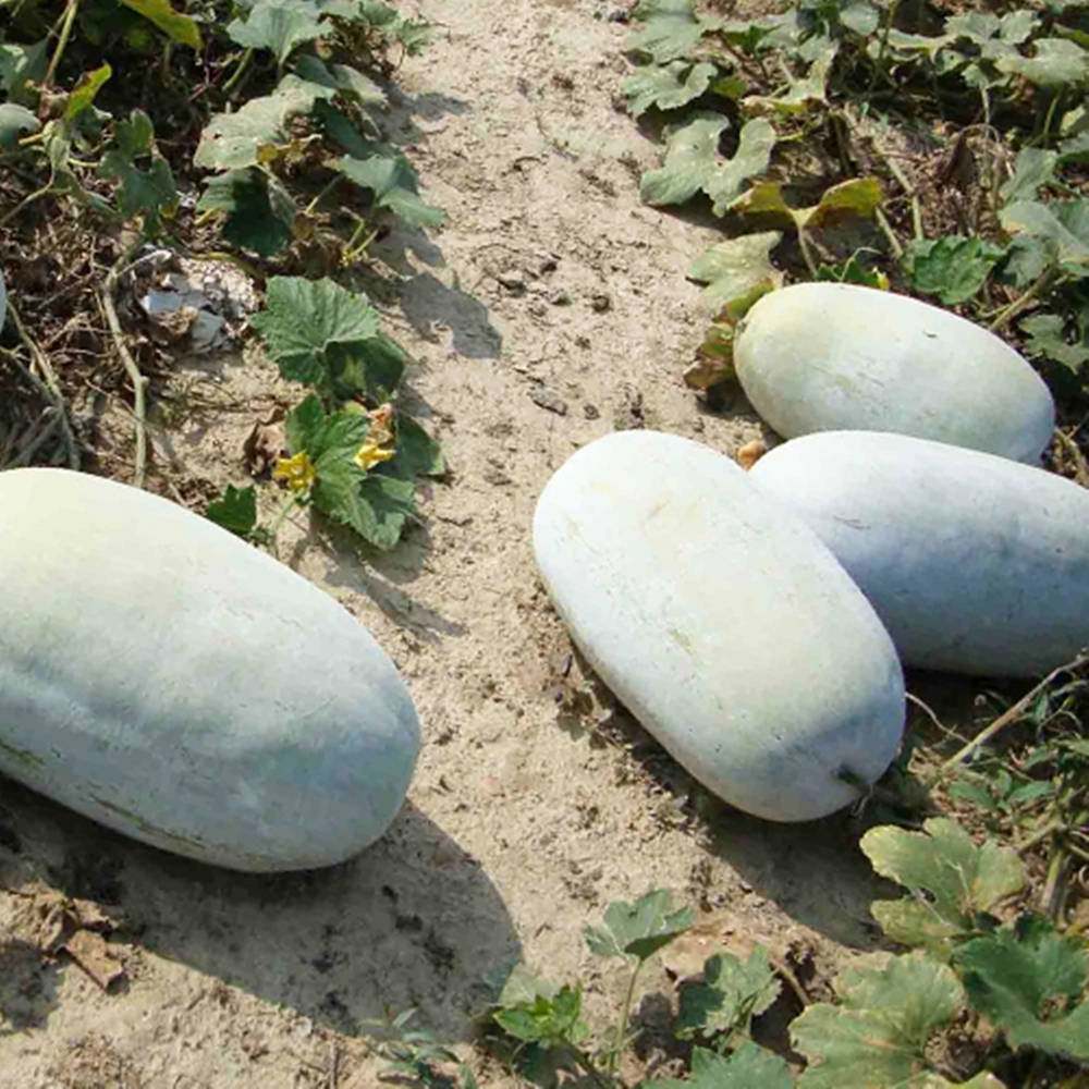 Calabazaash Gourd, Variedad De Calabaza Cera Fondo de pantalla