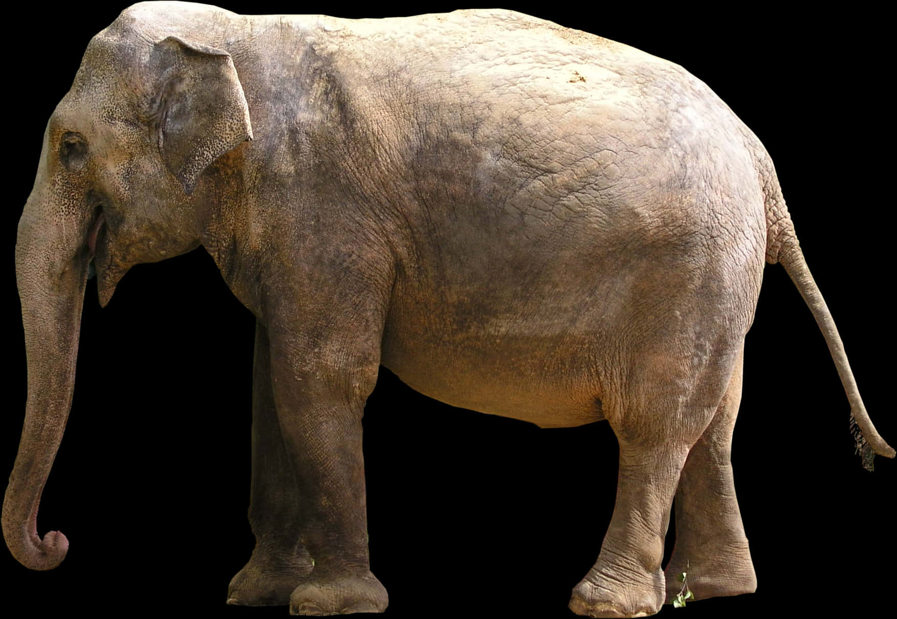 Asian Elephant Side View PNG
